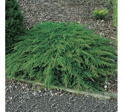 Можжевельник обыкновенный Грин Карпет (Green Carpet), С2.